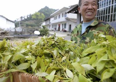 深山釀蜜，甜遍全國——小山村里的“甜蜜”致富經
